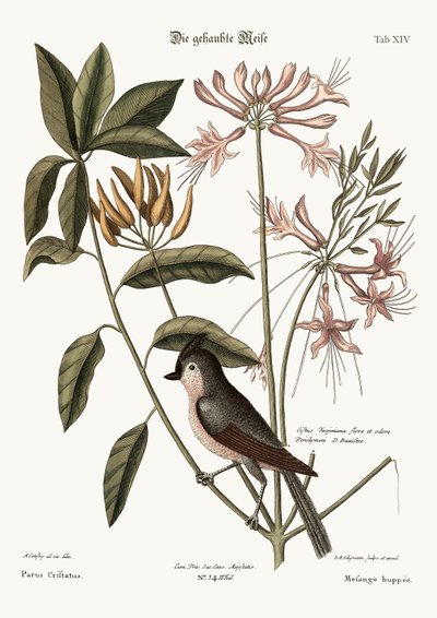 El herrerillo crestado de Mark Catesby